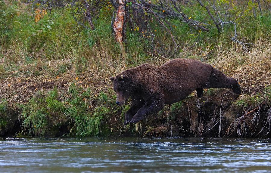Diving Brown Bear Photograph by Sam Amato