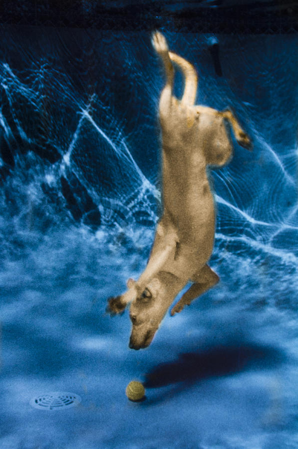 Diving Dog 2 Photograph by Jill Reger