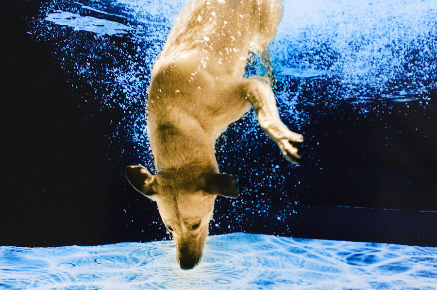 Diving Dog 3 Photograph by Jill Reger