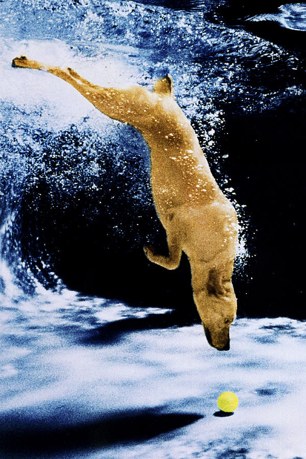 Diving Dog Photograph by Jill Reger