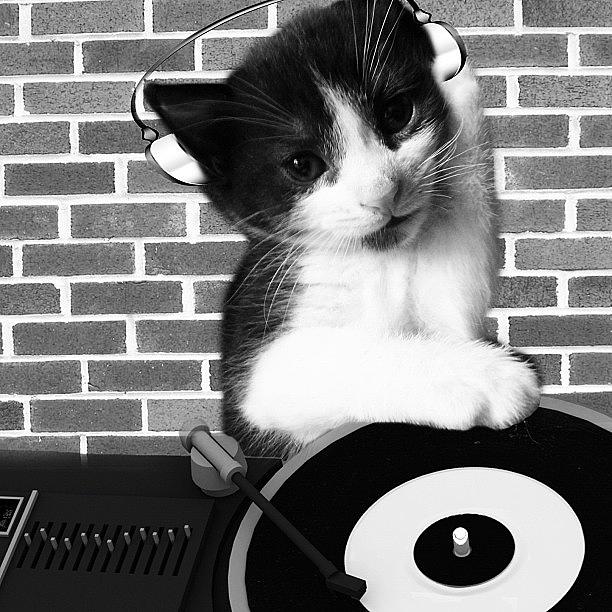 Cat Photograph - Dj Leo Is In The House by Rachel Williams