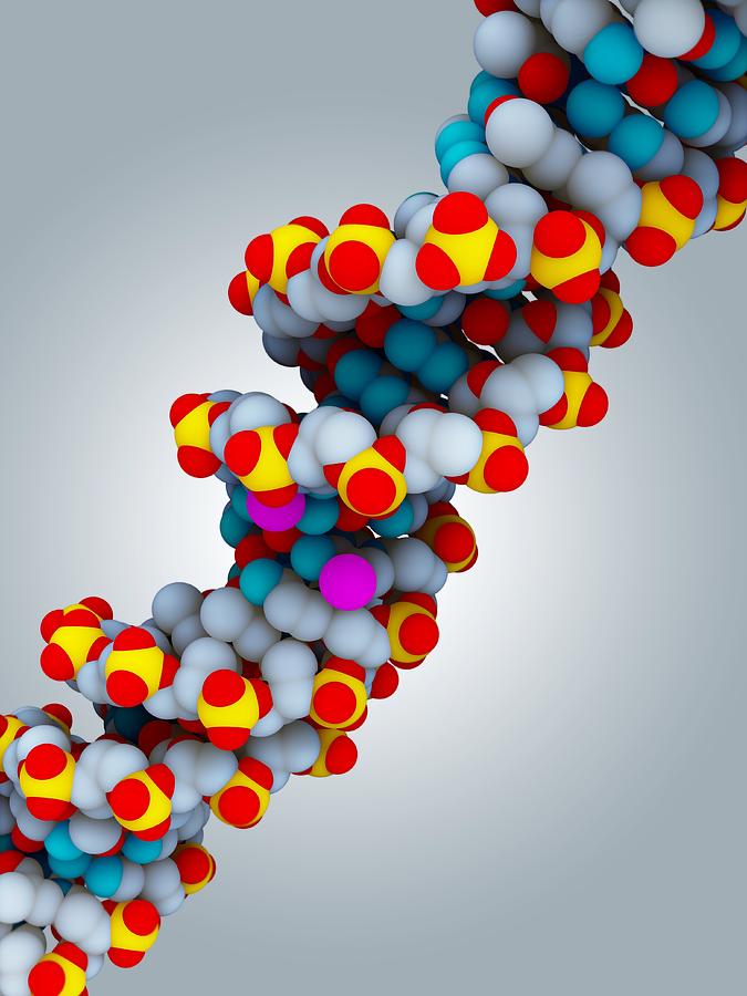 Dna And Bdnf Gene, Molecular Model Photograph by Ramon Andrade ...