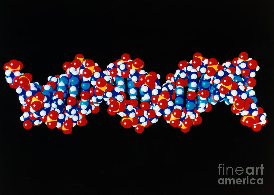 Dna Photograph - Dna, B Form, 20 Base Pairs by Science Source
