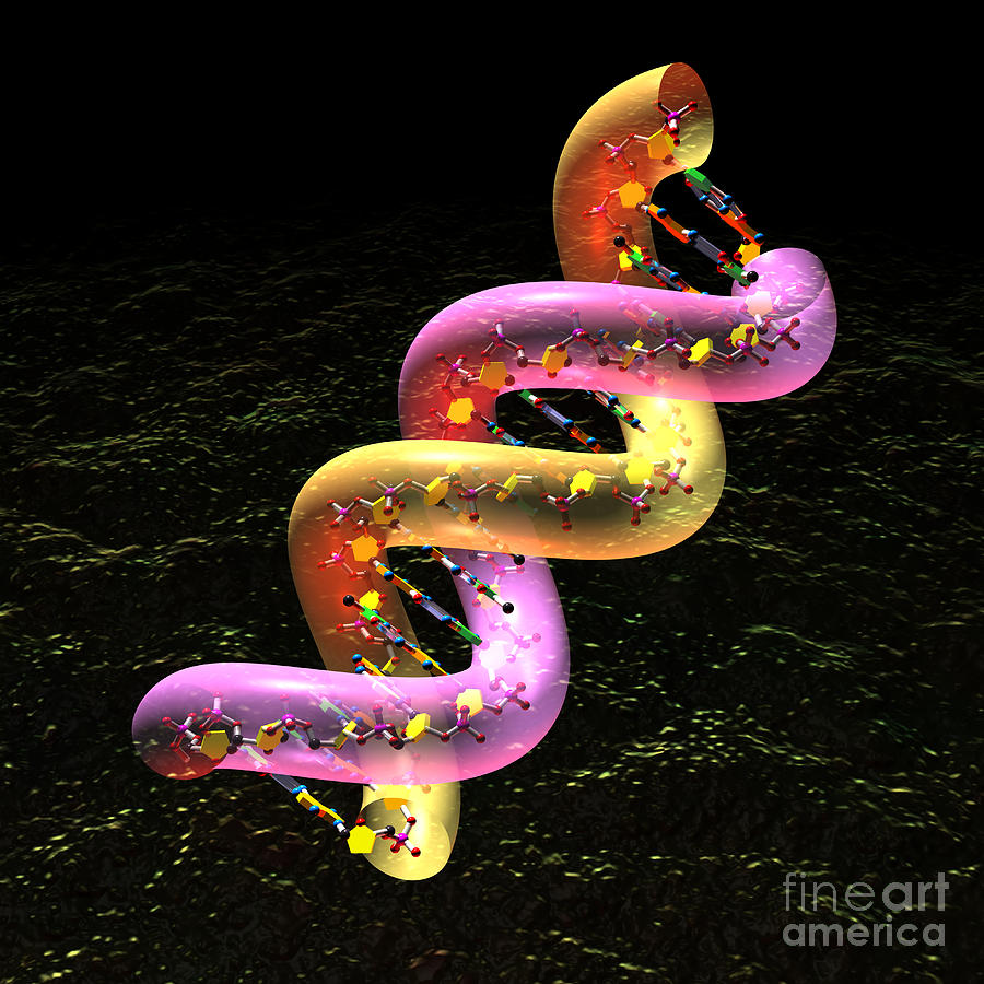 DNA fat coil Digital Art by Russell Kightley