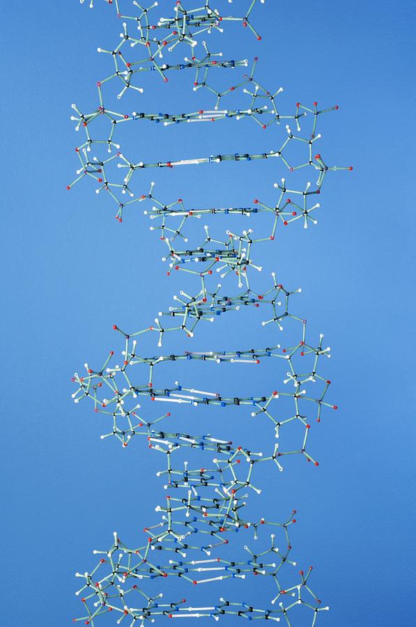 Still Life Photograph - Dna Molecule by Lawrence Lawry