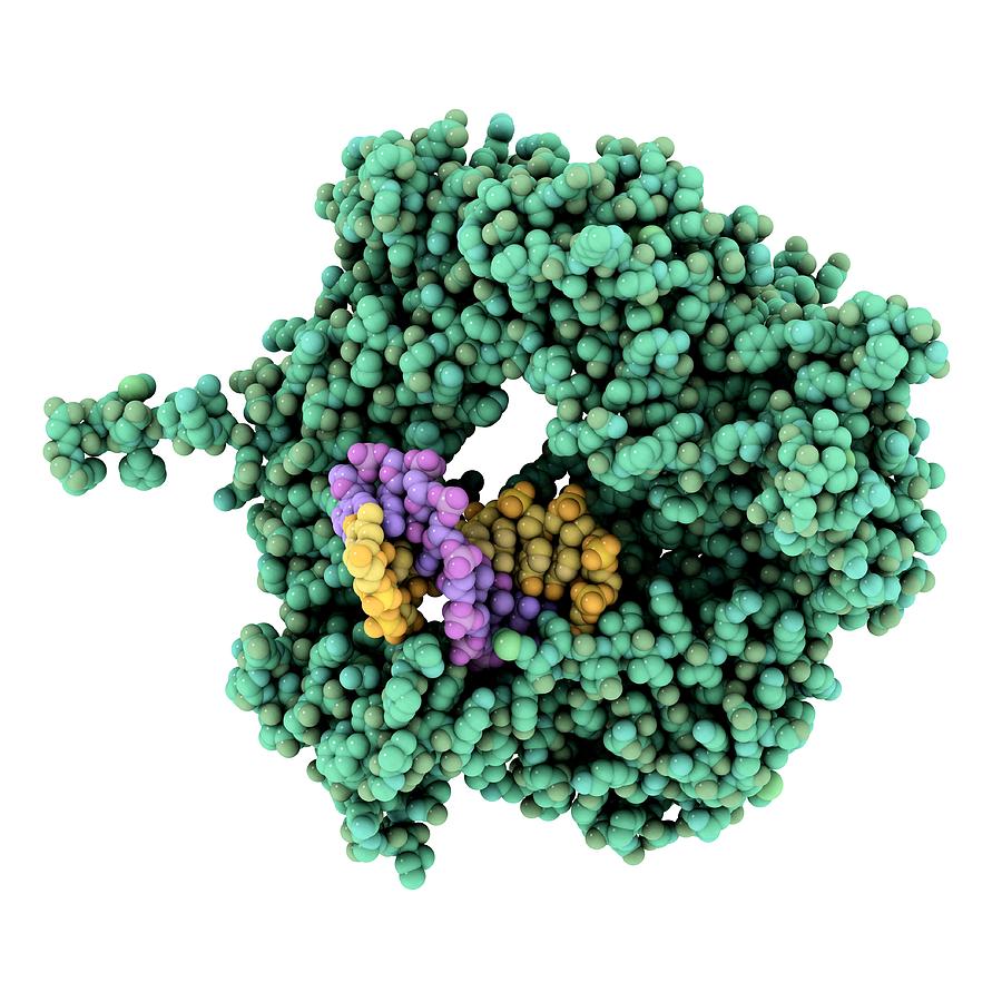 Dna Polymerase, Molecular Model Photograph By Laguna Design