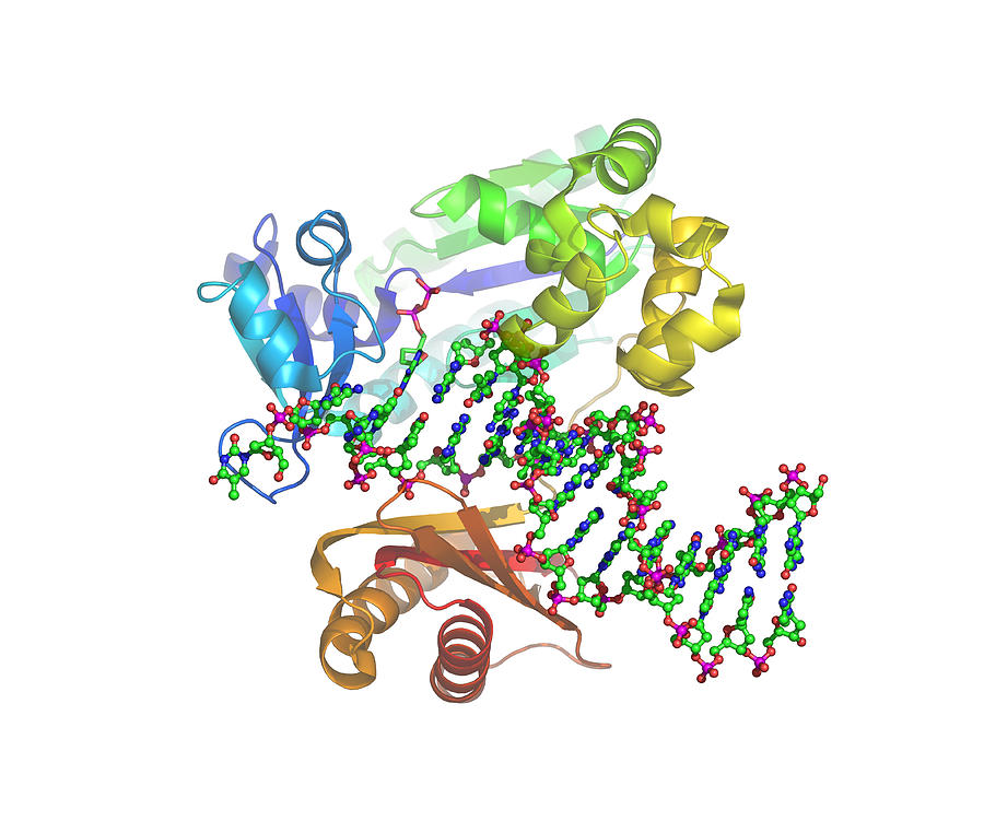 klenow fragment molecular weight klenow fragment molecular weight