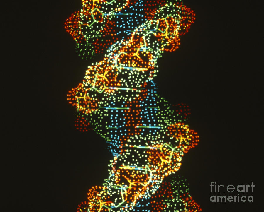Dna Photograph by Science Source