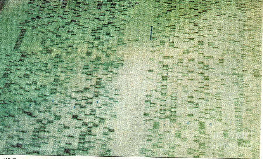 Dna Sequencing Gel Photograph by Science Source