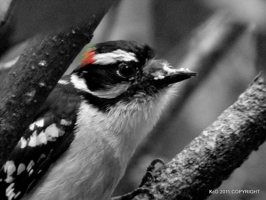 do I have a food on my beak Photograph by Kim Galluzzo Wozniak