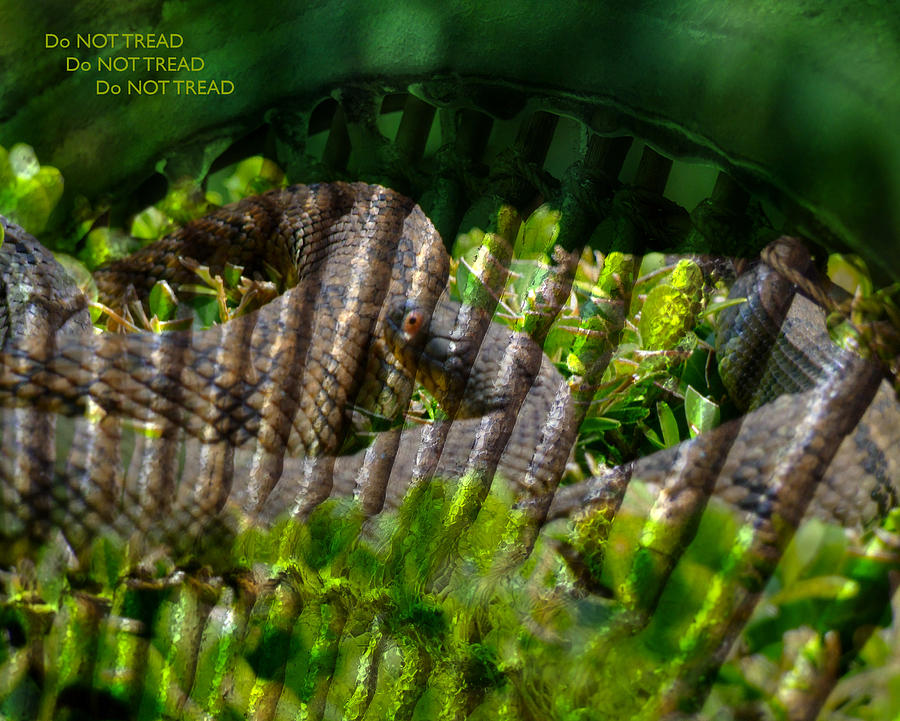 Snake Photograph - Do Not Tread - Or Die by Stephen Paul West
