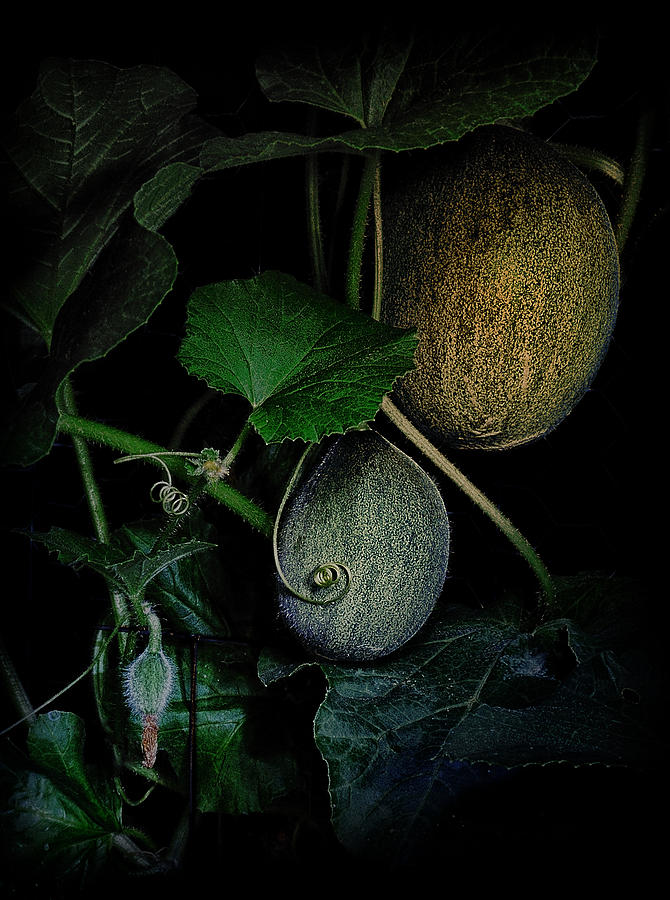 Do The Melons Still Grow In The Pale Moonlight Photograph by Mark Fuller