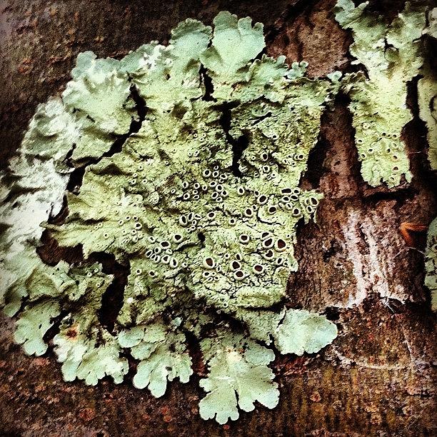 Nature Photograph - Do You Lichen? #tree #bark #macro by Robyn Padden
