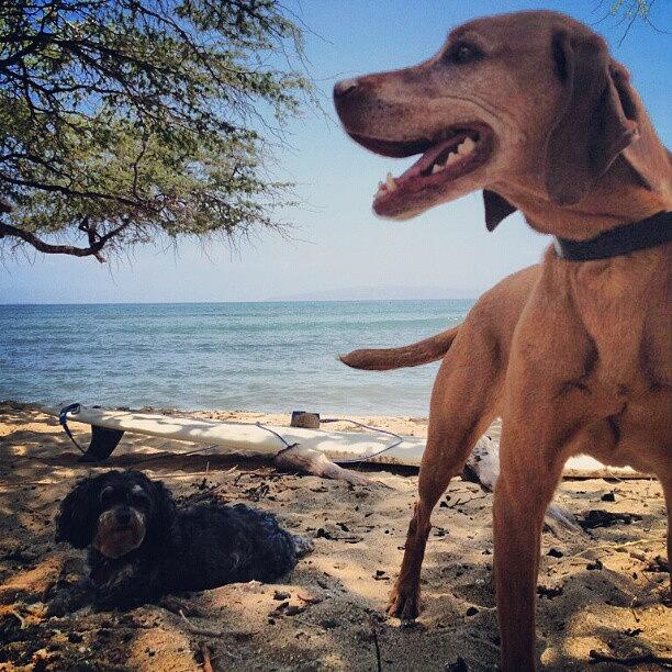 Dog Photograph - Do You Like Dags?.. #ohdogs!! #beach by Dilaxo Gertron