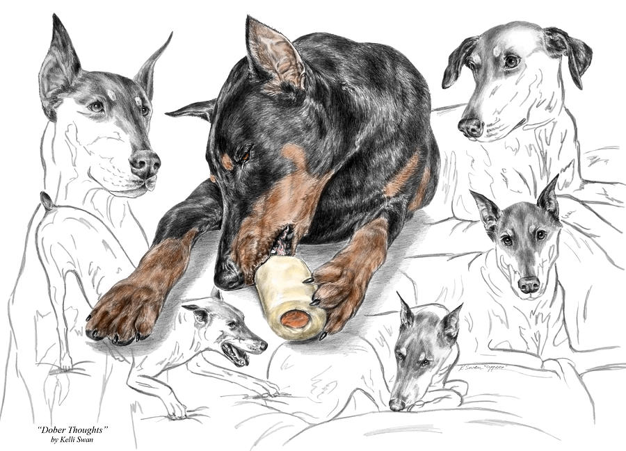 Dober-Thoughts - Doberman Pinscher Montage Print color tinted Drawing by Kelli Swan