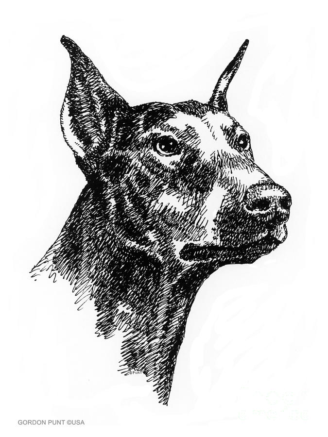 Doberman-Pincher-Portrait Drawing by Gordon Punt