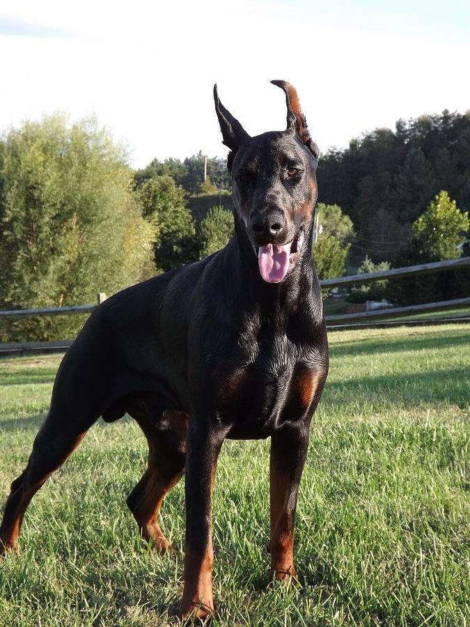 Doberman Pinscher Photograph by Suzi Suddreth - Fine Art America