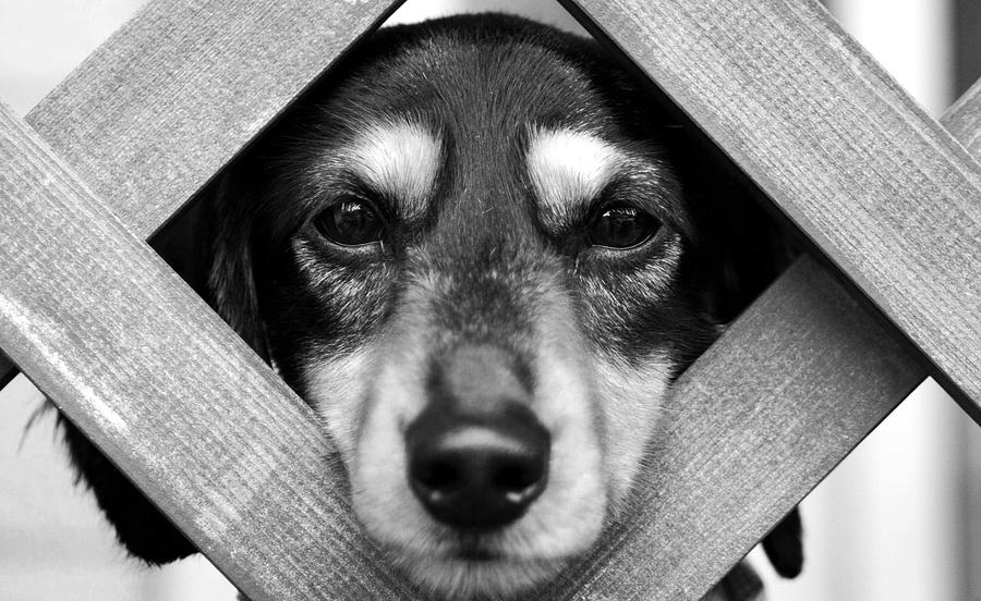 Doberman puppy in fence Photograph by Sumit Mehndiratta