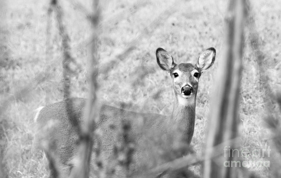 Doe a deer. Photograph by Cheryl Baxter