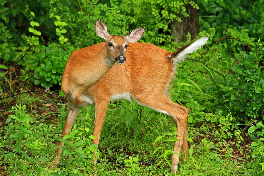 Doe a Deer Photograph by Karol Livote