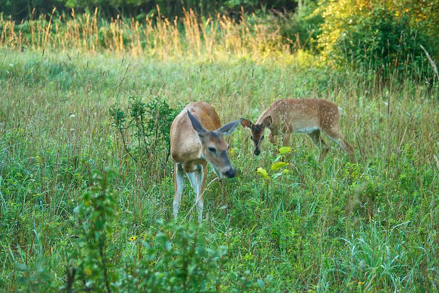 Doe and Fawn_9502_4341 Photograph by Michael Peychich