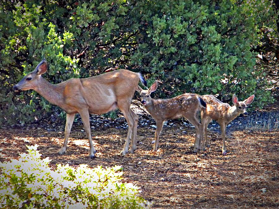 Doe And Twin Fawns Photograph by Frank Wilson