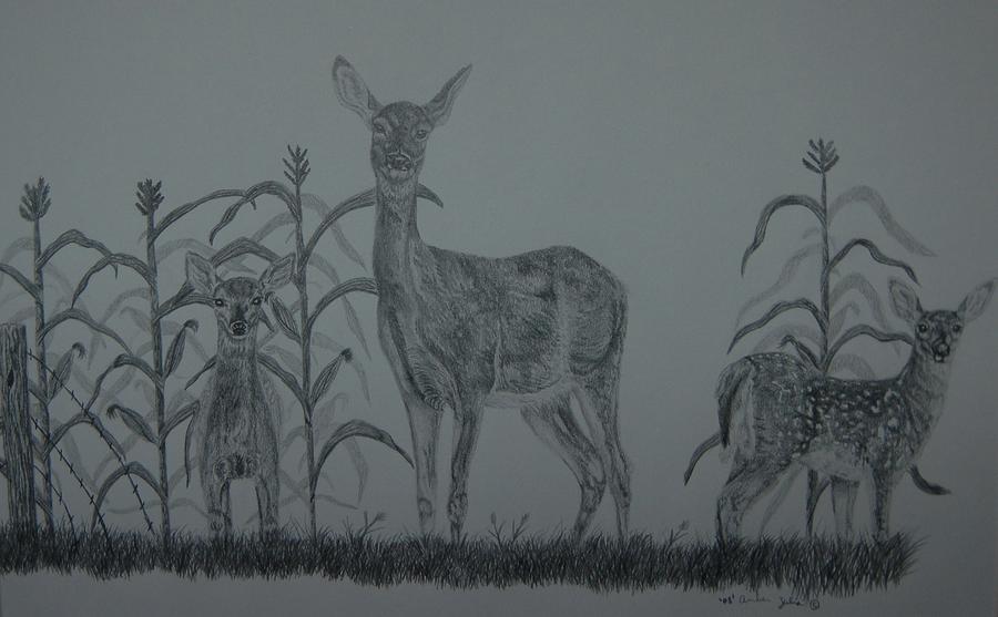 Doe With Fawns Drawing by Amber Zerba
