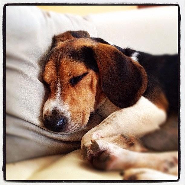Beagle Photograph - Doesnt He Look Adorable?#luvdogs by Ivan Belvis