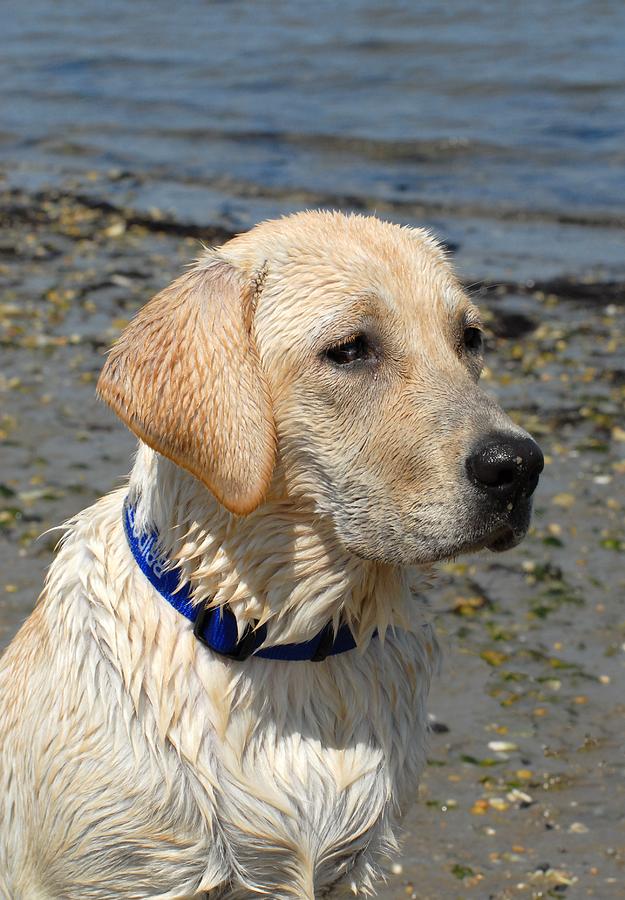 Labrador Retriever Photograph - Dog 75 by Joyce StJames