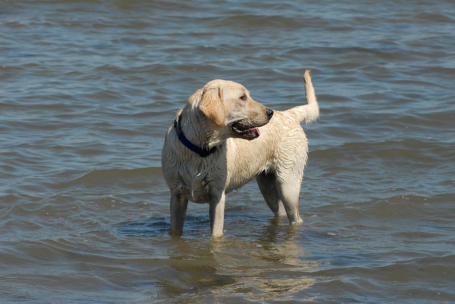 Labrador Retriever Photograph - Dog 78 by Joyce StJames