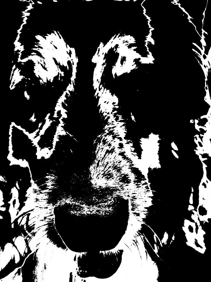 Dog Abstract black and white Photograph by Renate Wesley