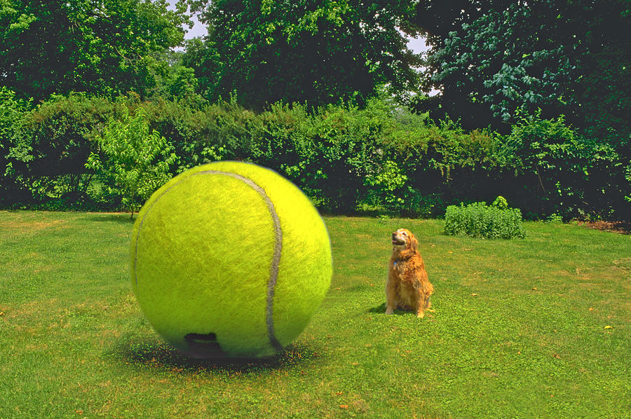 Dog and Ball Photograph by Larry Mulvehill