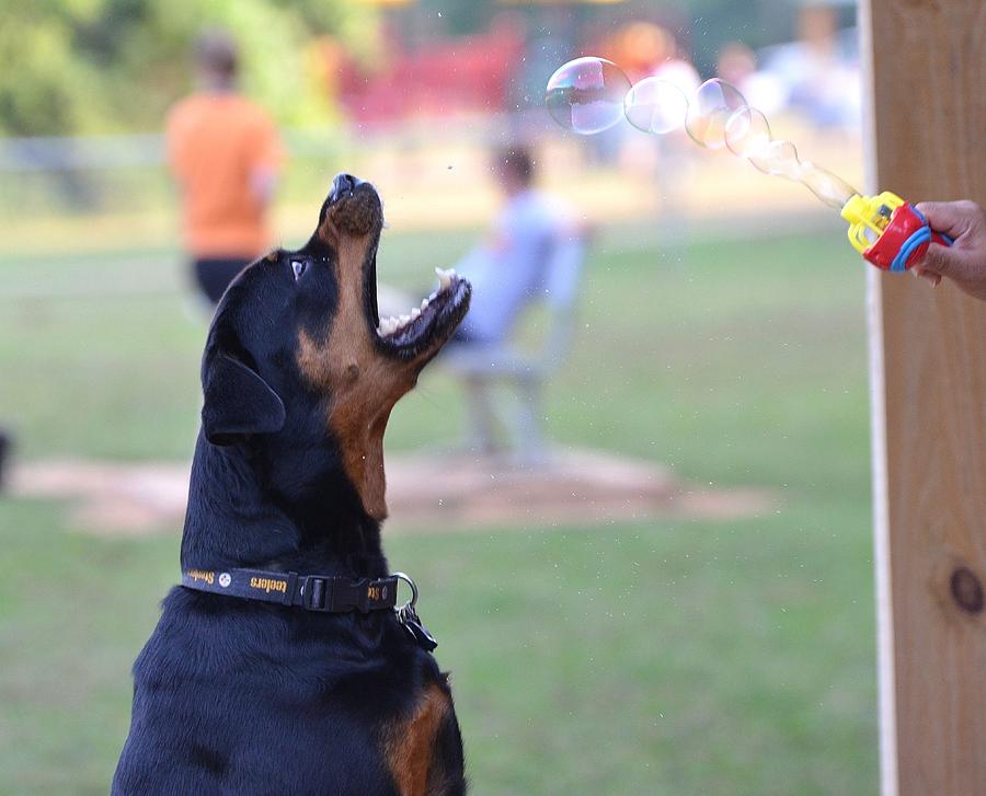 Dog and Bubbles Photograph by Dorrie Pelzer Fine Art America