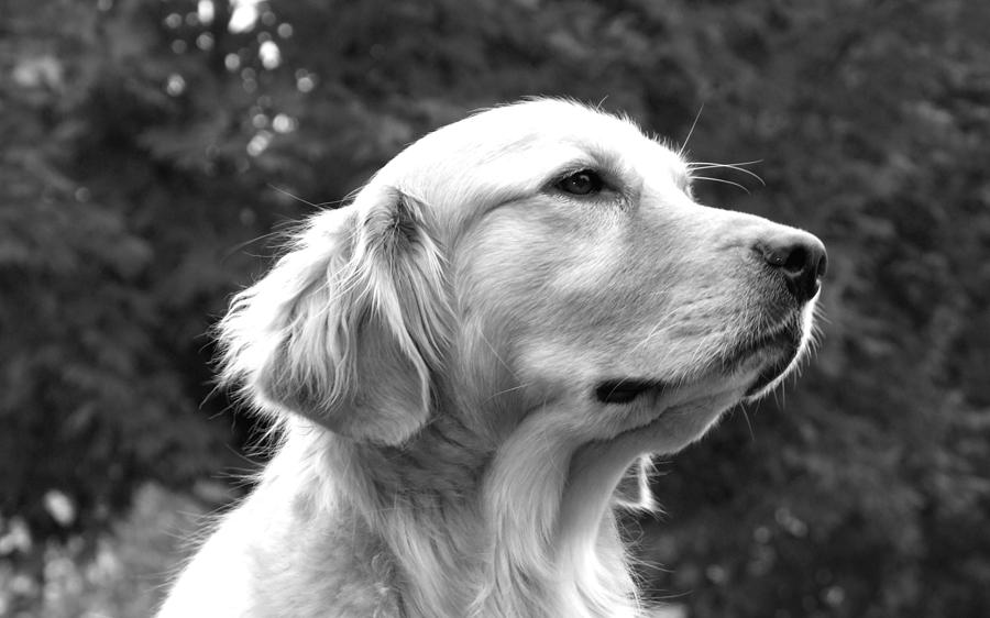 white dog portrait