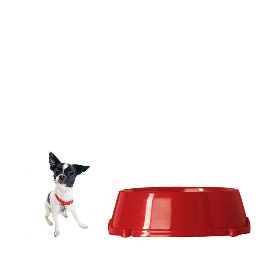 Dog By Red Food Bowl (digital Composite) Photograph by Gayla Bailey