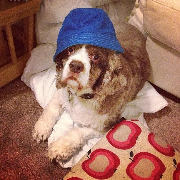 Hat Photograph - #dog #cocker #spaniel #hat by Simon Prickett