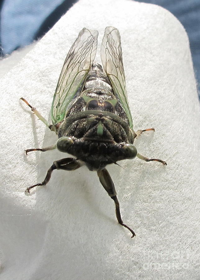 Dog Day Cicada Img 1 Photograph by B Rossitto