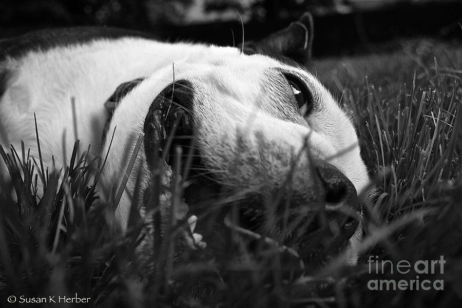 Dog Days Of Summer Photograph by Susan Herber