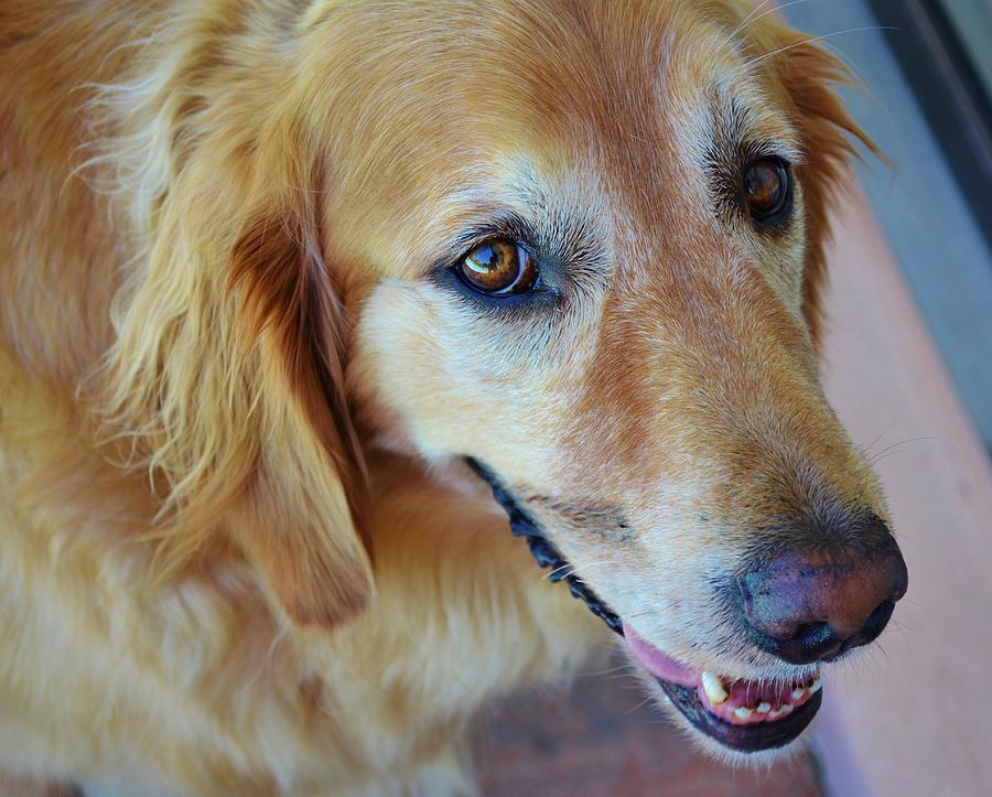 Dog Dusty Photograph by Josee Dube - Fine Art America