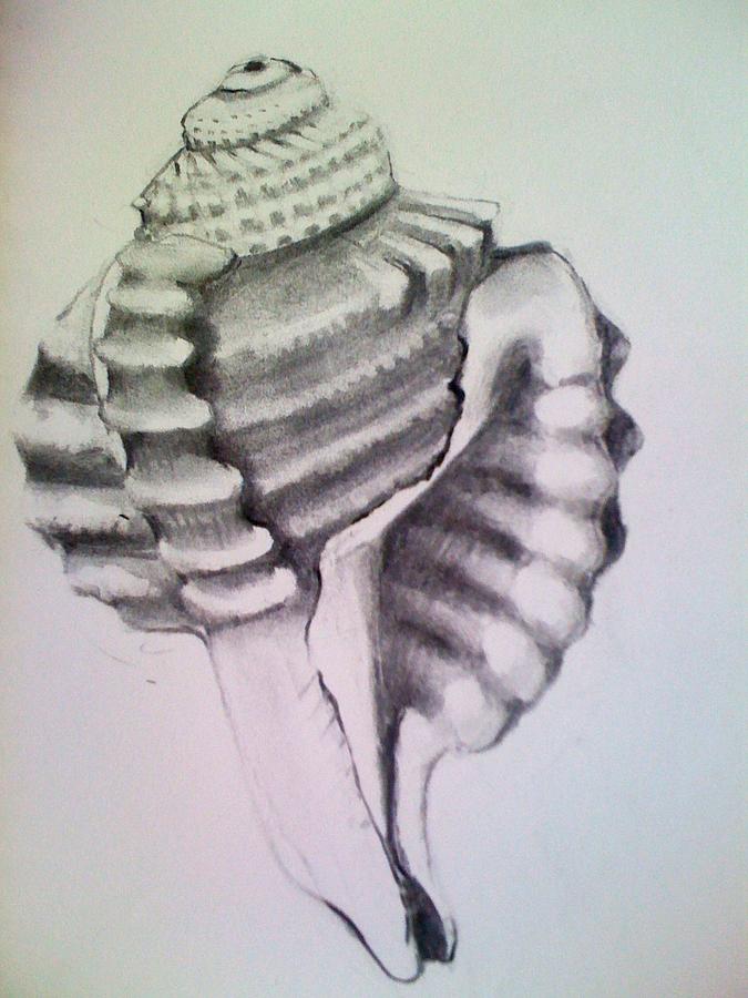 Seashell Drawing - Dog Eared Triton by Barbara Richert