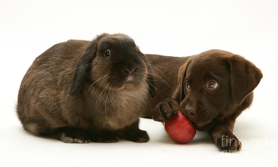 Rabbit Photograph - Dog Eating Apple With Rabbit by Jane Burton