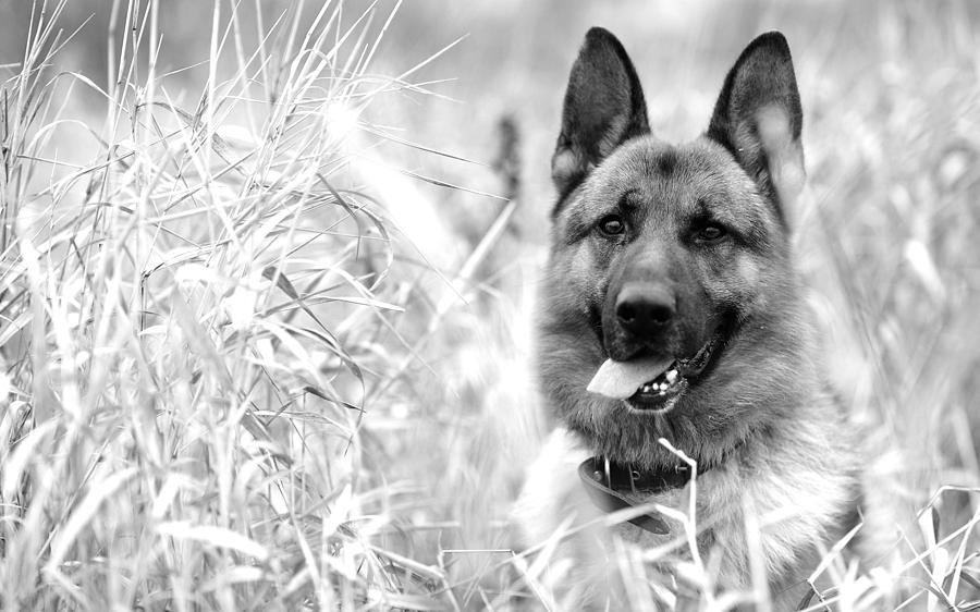 Dog in field Photograph by Sumit Mehndiratta