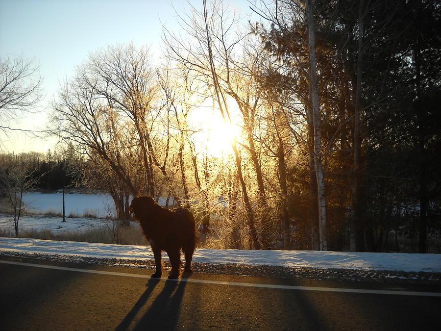 Dog in Morning Sun Photograph by Kent Lorentzen