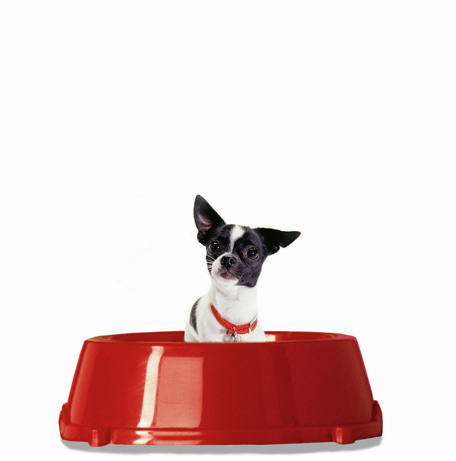 Dog In Red Food Bowl (digital Composite) Photograph by Gayla Bailey
