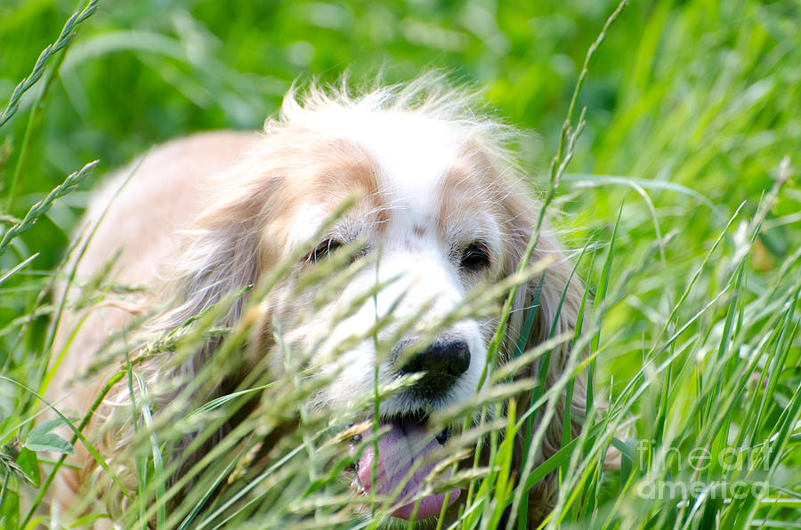 Nature Photograph - Dog in the green grass by Mats Silvan