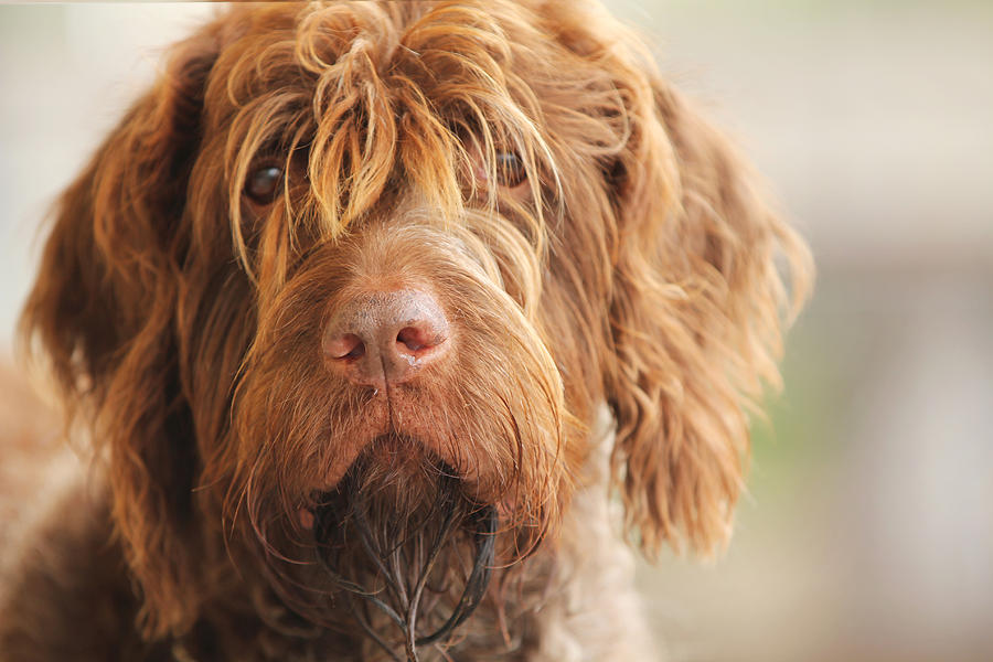 Griffon Photograph - Dog by Isabel Poulin