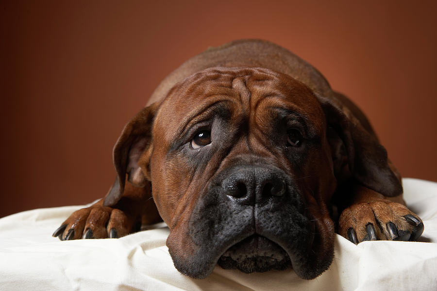 Dog Laying Down Photograph by Chris Amaral