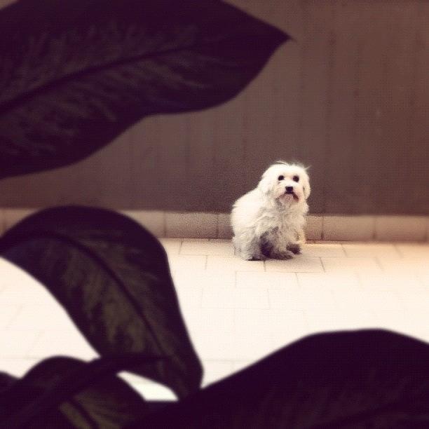 Dog Photograph - #dog #maltese #puppy #cute by Fabrizio Leonardi