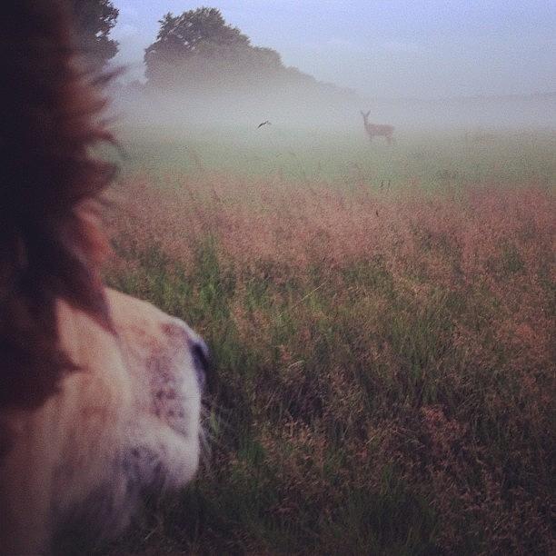 Nature Photograph - #dog #nature #bambi #fog #animal by Silke Heyer
