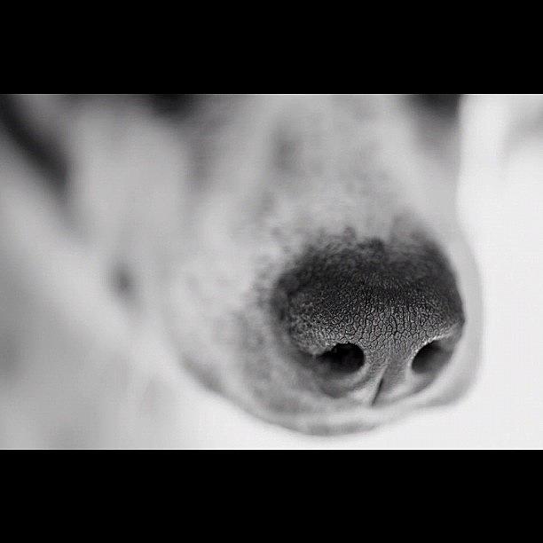 Dog Photograph - Dog nose by Adriana Guimaraes